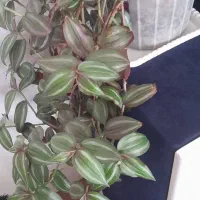 انواع گل و گیاه اپارتمانی|گل و گیاه طبیعی|مهاباد (آذربایجان غربی), |دیوار