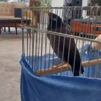 مرغ مینا سخنگو پر حرف|پرنده|شهریار, شهرک مصطفی خمینی|دیوار