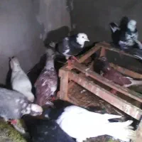 گورچین|پرنده|بستان آباد, |دیوار