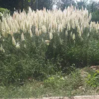 گیاه مقاوم پا مپاس