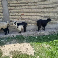 بز غال|حیوانات مزرعه|دزفول, |دیوار