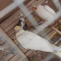 عروس هلندی|پرنده|شیروان (خراسان), |دیوار