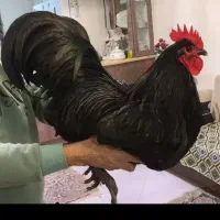 مرغ خروس استرالوپ استرالیایی