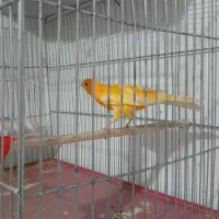 قناری نر|پرنده|بروجرد, |دیوار