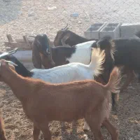 تعدادی بز داشتی|حیوانات مزرعه|آبدان, |دیوار