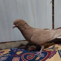 کبوتر  زرد