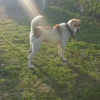 سگ خراسانی یا افغان