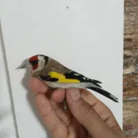 سهره امسال شوش|پرنده|شوش, |دیوار