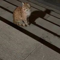 واگذاری رایگان بچه گربه|گربه|تهران, قیطریه|دیوار