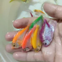 ماهی آکواریومی|ماهی|سبزوار, پیام|دیوار