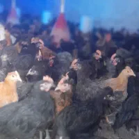 مرغ وخروس محلی اصل  سه ماهه