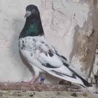 11عدد کفتر پرشی