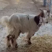 نر بز ۵ ماهه ذات دار