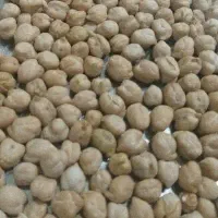 بذر بوجاری نخودسفید یکدست