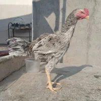 خروس لاری|حیوانات مزرعه|فاضل آباد, |دیوار