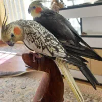 عروس هلندی جفت مولد سخنگو|پرنده|فولادشهر, B4|دیوار