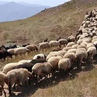 دامداری میدان دام جدید