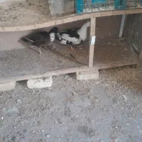 یک جفت اردک نر و ماده تخم گذار دو عدد خروس