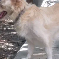 سگ شی هوا هوا