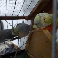 عروس هلندی|پرنده|خاوران, |دیوار