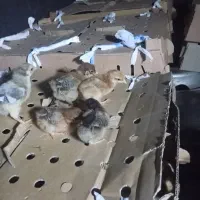 جوجه محلی 5روزه|حیوانات مزرعه|نیشابور, بلوار گلها|دیوار