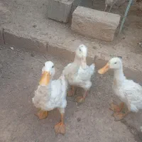 اردک