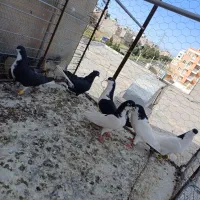 چپ بدرنگ