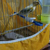 فروش فوری تعدادی قناری|پرنده|پاسارگاد, |دیوار