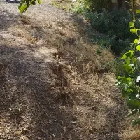 زمین کشاورزی مزرعه|فروش دفتر صنعتی، کشاورزی، تجاری|خرقان, |دیوار