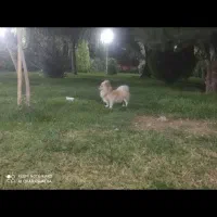 سگ پامرین روباهی نر|سگ|خمینی‌شهر, |دیوار