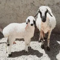 گوسفند زایده جوان بابره بزرگ