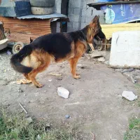 واگذاری ژرمن ماده