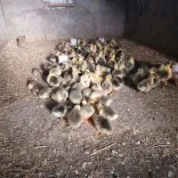 جوجه غاز و قو غاز ده روزه