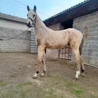 اسب ترکمن|اسب و تجهیزات اسب‌سواری|کلاله, |دیوار