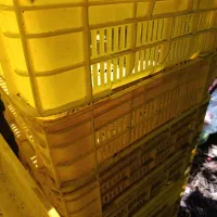 سبد لبنیاتی