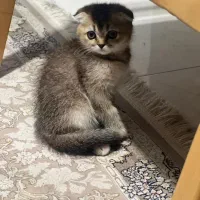 گربه اسکاتیش فولد|گربه|میاندوآب, |دیوار