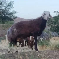 بره قوچی افشاری