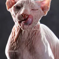 انواع نژاد گربه ها پرشین اسکاتیش بریتیش اسفینکس