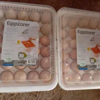 تخم مرغ محلی و اردکی نطفه دار|خوردنی و آشامیدنی|لنگرود, |دیوار