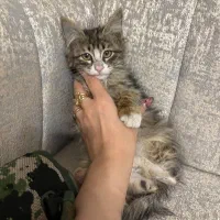 واگذاری گربه