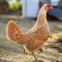 فروش جوجه  های زینتی