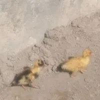 جوجه اردک