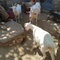 سانن