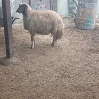 بره قوچ و کاور ورن سنجابی|حیوانات مزرعه|کوزران, |دیوار