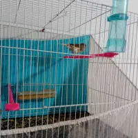 قناری نر ریزه خون|پرنده|بندرعباس, |دیوار