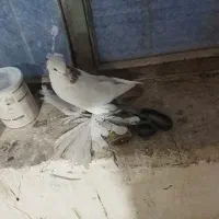 ساری گویروخ