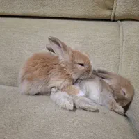 بچه خرگوش های لوپ|موش و خرگوش|قم, جهان بینی|دیوار