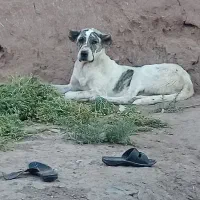 سگ گم شده|حیوانات|سبزوار, قصبه شرقی|دیوار