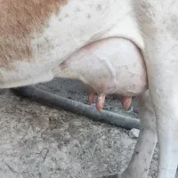 گاو شیری|حیوانات مزرعه|چاه مبارک, |دیوار