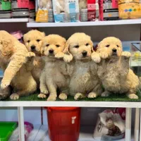 فروش سگ گلدن(مشاوره ی رایگان از روبیکا)